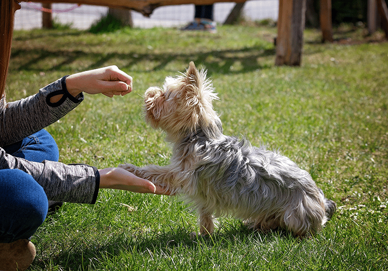 How to Start a Dog Training Business