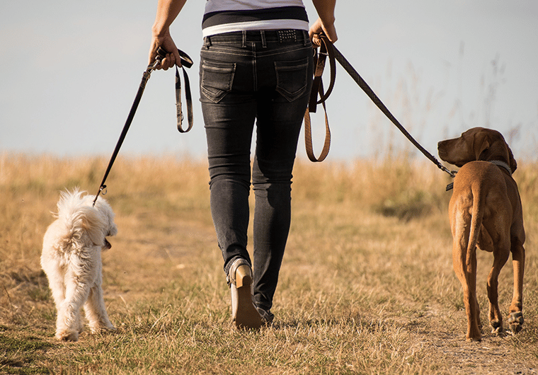 How to Start a Dog Walking Business